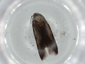  ( - BIOUG57924-C10)  @11 [ ] CreativeCommons - Attribution (2020) Centre for Biodiversity Genomics Centre for Biodiversity Genomics