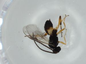  ( - BIOUG57948-G08)  @11 [ ] CreativeCommons - Attribution (2020) Centre for Biodiversity Genomics Centre for Biodiversity Genomics