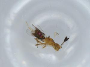  ( - BIOUG57949-C12)  @11 [ ] CreativeCommons - Attribution (2020) Centre for Biodiversity Genomics Centre for Biodiversity Genomics