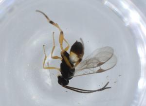  ( - BIOUG57951-D07)  @11 [ ] CreativeCommons - Attribution (2020) Centre for Biodiversity Genomics Centre for Biodiversity Genomics