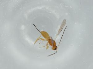  ( - BIOUG57952-C12)  @11 [ ] CreativeCommons - Attribution (2020) Centre for Biodiversity Genomics Centre for Biodiversity Genomics