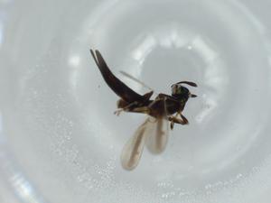  ( - BIOUG57953-D11)  @11 [ ] CreativeCommons - Attribution (2020) Centre for Biodiversity Genomics Centre for Biodiversity Genomics