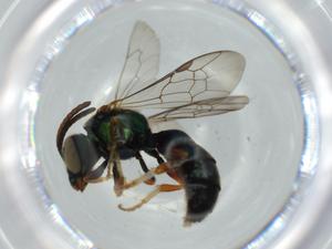  ( - BIOUG57958-B10)  @11 [ ] CreativeCommons - Attribution (2020) Centre for Biodiversity Genomics Centre for Biodiversity Genomics