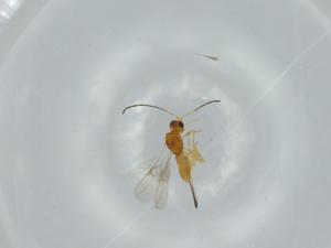  ( - BIOUG57970-F08)  @11 [ ] CreativeCommons - Attribution (2020) Centre for Biodiversity Genomics Centre for Biodiversity Genomics