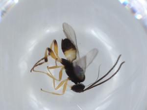  ( - BIOUG57344-C11)  @11 [ ] CreativeCommons - Attribution (2020) Centre for Biodiversity Genomics Centre for Biodiversity Genomics