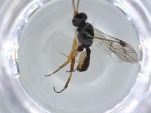  ( - BIOUG57344-D12)  @11 [ ] CreativeCommons - Attribution (2020) Centre for Biodiversity Genomics Centre for Biodiversity Genomics