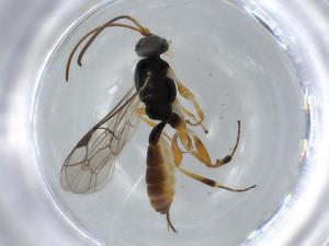  ( - BIOUG57344-H10)  @11 [ ] CreativeCommons - Attribution (2020) Centre for Biodiversity Genomics Centre for Biodiversity Genomics