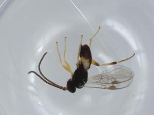  ( - BIOUG57344-H03)  @11 [ ] CreativeCommons - Attribution (2020) Centre for Biodiversity Genomics Centre for Biodiversity Genomics