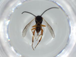  ( - BIOUG57353-B06)  @11 [ ] CreativeCommons - Attribution (2020) Centre for Biodiversity Genomics Centre for Biodiversity Genomics