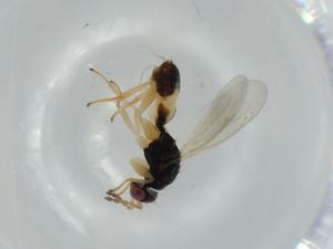  ( - BIOUG57353-D04)  @11 [ ] CreativeCommons - Attribution (2020) Centre for Biodiversity Genomics Centre for Biodiversity Genomics