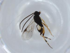  ( - BIOUG57366-E06)  @11 [ ] CreativeCommons - Attribution (2020) Centre for Biodiversity Genomics Centre for Biodiversity Genomics