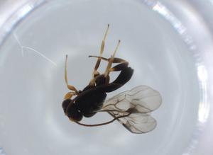  ( - BIOUG57366-G04)  @11 [ ] CreativeCommons - Attribution (2020) Centre for Biodiversity Genomics Centre for Biodiversity Genomics