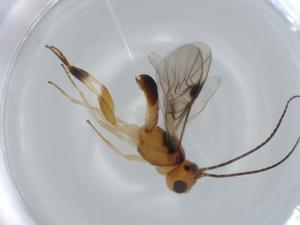  ( - BIOUG57368-H03)  @11 [ ] CreativeCommons - Attribution (2020) Centre for Biodiversity Genomics Centre for Biodiversity Genomics