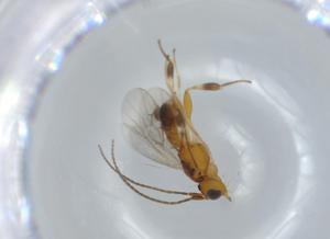  ( - BIOUG57386-F04)  @11 [ ] CreativeCommons - Attribution (2020) Centre for Biodiversity Genomics Centre for Biodiversity Genomics