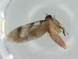  ( - BIOUG57392-D02)  @11 [ ] CreativeCommons - Attribution (2020) Centre for Biodiversity Genomics Centre for Biodiversity Genomics