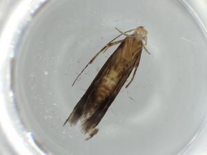  (gelJanzen01 Janzen0762 - BIOUG57392-A06)  @11 [ ] CreativeCommons - Attribution (2020) Centre for Biodiversity Genomics Centre for Biodiversity Genomics