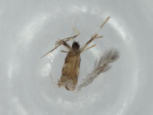  ( - BIOUG57392-H01)  @11 [ ] CreativeCommons - Attribution (2020) Centre for Biodiversity Genomics Centre for Biodiversity Genomics