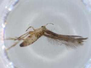  ( - BIOUG57393-E08)  @11 [ ] CreativeCommons - Attribution (2020) Centre for Biodiversity Genomics Centre for Biodiversity Genomics