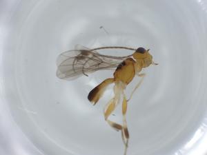  ( - BIOUG57398-H07)  @11 [ ] CreativeCommons - Attribution (2020) Centre for Biodiversity Genomics Centre for Biodiversity Genomics