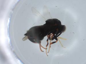  ( - BIOUG58634-G02)  @11 [ ] CreativeCommons - Attribution (2020) Centre for Biodiversity Genomics Centre for Biodiversity Genomics