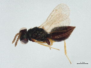  ( - BIOUG60816-C11)  @11 [ ] CreativeCommons - Attribution (2022) CBG Photography Group Centre for Biodiversity Genomics