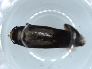  ( - BIOUG56296-D12)  @11 [ ] CreativeCommons - Attribution (2020) Centre for Biodiversity Genomics Centre for Biodiversity Genomics