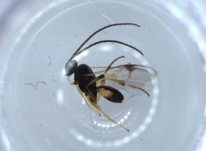  ( - BIOUG57005-H01)  @11 [ ] CreativeCommons - Attribution (2020) Centre for Biodiversity Genomics Centre for Biodiversity Genomics