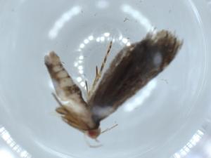  ( - BIOUG57011-D02)  @11 [ ] CreativeCommons - Attribution (2020) Centre for Biodiversity Genomics Centre for Biodiversity Genomics