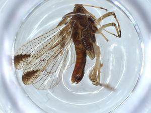  ( - BIOUG57012-D06)  @11 [ ] CreativeCommons - Attribution (2020) Centre for Biodiversity Genomics Centre for Biodiversity Genomics