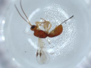  ( - BIOUG57016-G11)  @11 [ ] CreativeCommons - Attribution (2020) Centre for Biodiversity Genomics Centre for Biodiversity Genomics