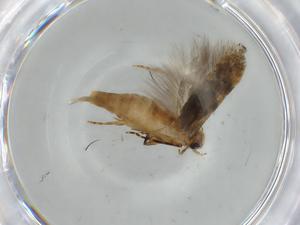  ( - BIOUG57029-A11)  @11 [ ] CreativeCommons - Attribution (2020) Centre for Biodiversity Genomics Centre for Biodiversity Genomics