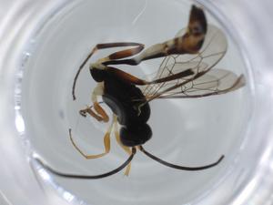  ( - BIOUG57033-A01)  @11 [ ] CreativeCommons - Attribution (2020) Centre for Biodiversity Genomics Centre for Biodiversity Genomics