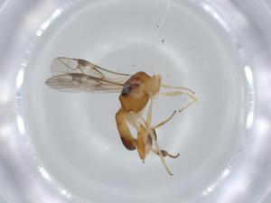  ( - BIOUG57033-B02)  @11 [ ] CreativeCommons - Attribution (2020) Centre for Biodiversity Genomics Centre for Biodiversity Genomics