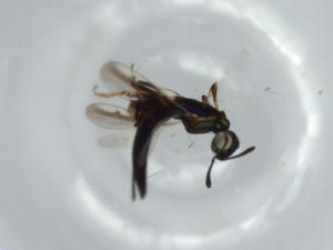  ( - BIOUG57035-A06)  @11 [ ] CreativeCommons - Attribution (2020) Centre for Biodiversity Genomics Centre for Biodiversity Genomics