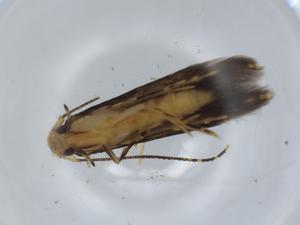  ( - BIOUG57044-D04)  @11 [ ] CreativeCommons - Attribution (2020) Centre for Biodiversity Genomics Centre for Biodiversity Genomics