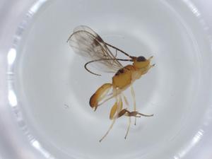  ( - BIOUG57044-G07)  @11 [ ] CreativeCommons - Attribution (2020) Centre for Biodiversity Genomics Centre for Biodiversity Genomics