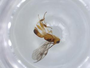  ( - BIOUG57044-G08)  @11 [ ] CreativeCommons - Attribution (2020) Centre for Biodiversity Genomics Centre for Biodiversity Genomics