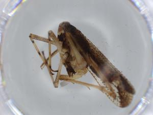  ( - BIOUG57047-C06)  @11 [ ] CreativeCommons - Attribution (2020) Centre for Biodiversity Genomics Centre for Biodiversity Genomics