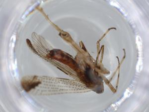  ( - BIOUG57047-D05)  @11 [ ] CreativeCommons - Attribution (2020) Centre for Biodiversity Genomics Centre for Biodiversity Genomics