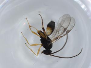  ( - BIOUG57051-H04)  @11 [ ] CreativeCommons - Attribution (2020) Centre for Biodiversity Genomics Centre for Biodiversity Genomics