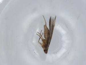  ( - BIOUG57060-C02)  @11 [ ] CreativeCommons - Attribution (2020) Centre for Biodiversity Genomics Centre for Biodiversity Genomics