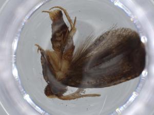  ( - BIOUG57060-D10)  @11 [ ] CreativeCommons - Attribution (2020) Centre for Biodiversity Genomics Centre for Biodiversity Genomics