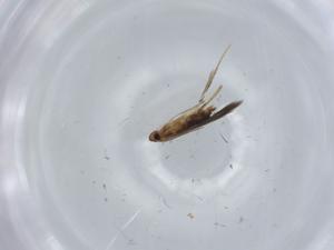  ( - BIOUG57060-F11)  @11 [ ] CreativeCommons - Attribution (2020) Centre for Biodiversity Genomics Centre for Biodiversity Genomics