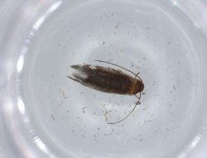  ( - BIOUG57060-F07)  @11 [ ] CreativeCommons - Attribution (2020) Centre for Biodiversity Genomics Centre for Biodiversity Genomics