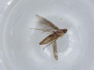  ( - BIOUG57060-F06)  @11 [ ] CreativeCommons - Attribution (2020) Centre for Biodiversity Genomics Centre for Biodiversity Genomics