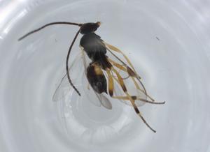  ( - BIOUG57062-A02)  @11 [ ] CreativeCommons - Attribution (2020) Centre for Biodiversity Genomics Centre for Biodiversity Genomics