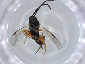  ( - BIOUG57062-G02)  @11 [ ] CreativeCommons - Attribution (2020) Centre for Biodiversity Genomics Centre for Biodiversity Genomics