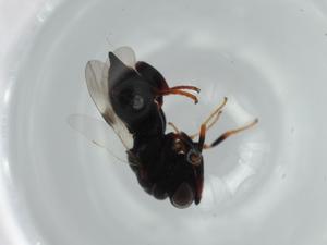  ( - BIOUG57064-A05)  @11 [ ] CreativeCommons - Attribution (2020) Centre for Biodiversity Genomics Centre for Biodiversity Genomics