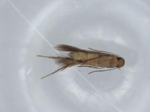  ( - BIOUG57071-F05)  @11 [ ] CreativeCommons - Attribution (2020) Centre for Biodiversity Genomics Centre for Biodiversity Genomics