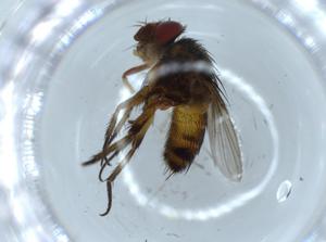  ( - BIOUG55754-F06)  @11 [ ] CreativeCommons - Attribution (2020) Centre for Biodiversity Genomics Centre for Biodiversity Genomics